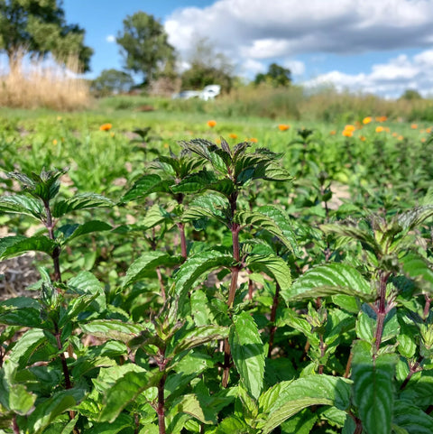 alternathé à la menthe mme green